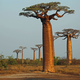 Illustration for article titled Something Is Killing the Worlds Oldest Baobabsem/em